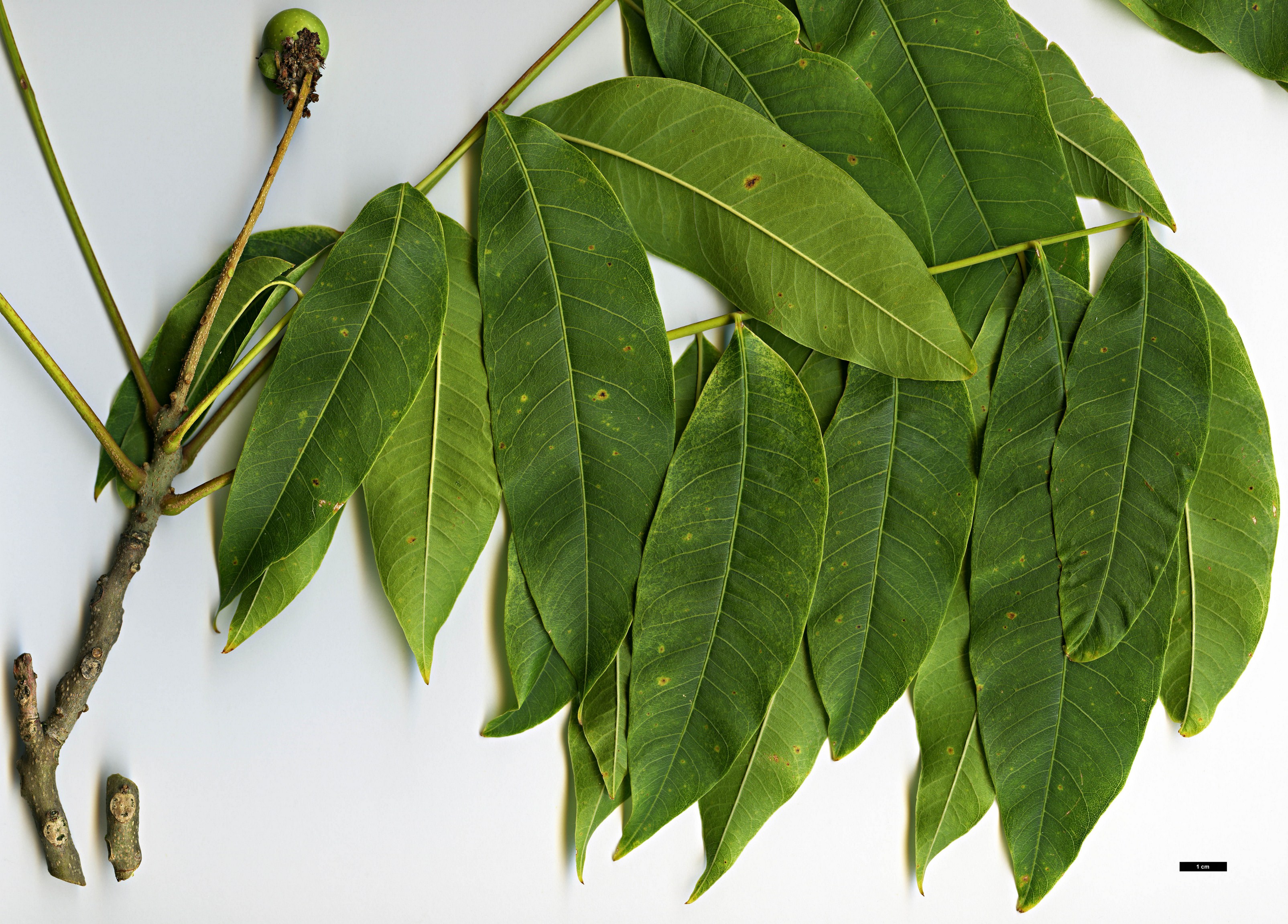 High resolution image: Family: Sapindaceae - Genus: Sapindus - Taxon: mukorossi